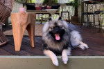 Un Keeshond allongé sur une terrasse et ayant la langue pendante 