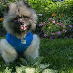 Un Keeshond tirant la langue et portant un harnais 