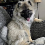 Un Keeshond assis sur un canapé et tirant la langue 
