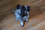 Un Keeshond assis sur un plancher et regardant vers la caméra 