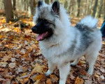 Un Keeshond sur un sol jonchés de feuilles mortes 