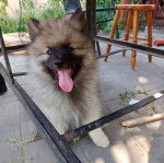 Un Keeshond assis sur un sol pavé et ayant la langue pendante 
