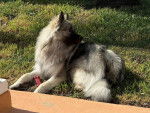 Un Keeshond allongé sur une surface gazonnée 