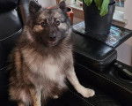 Un Keeshond assis sur un fauteuil 