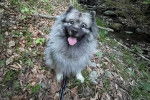 Un Keeshond tirant la langue et qui est tenu en laisse 