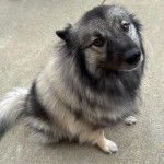 Un Keeshond assis sur une surface bétonnée 