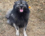 Un Keeshond assis sur un terrain herbeux 