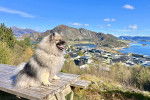 Un Keeshond assis sur une table en bois et tirant la langue 