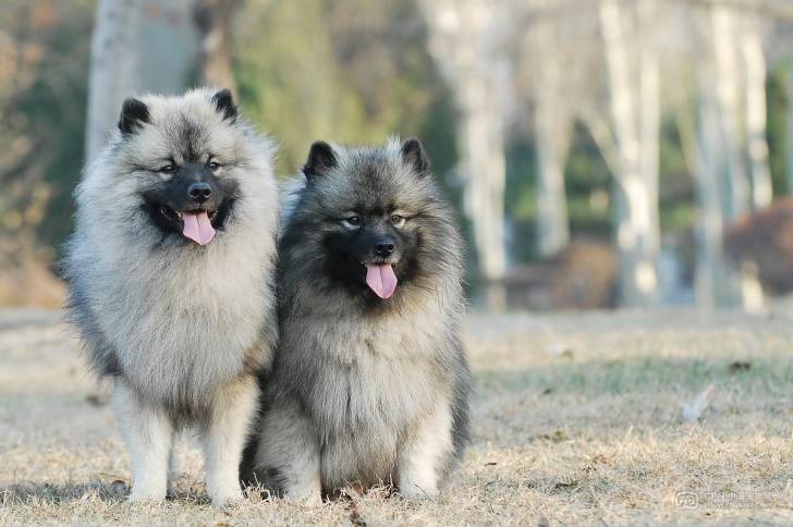 zoey y chequio - Keeshond (1 an)