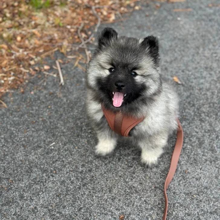 Un Keeshond tirant la langue et qui est tenu en laisse 