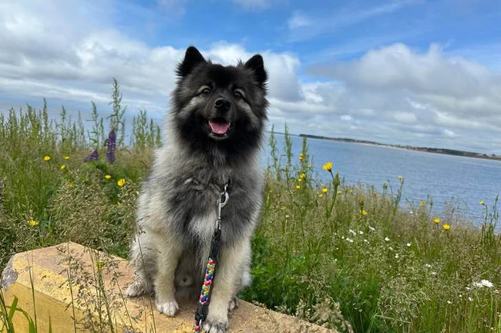 Un Keeshond assis sur un mur en béton et qui est tenu en laisse 