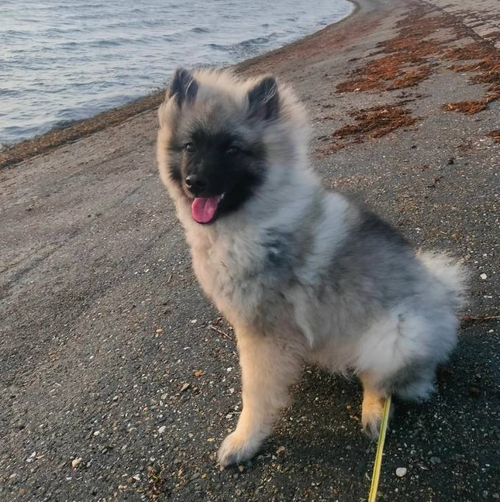 Un Keeshond assis sur une berge et regardant vers la caméra 