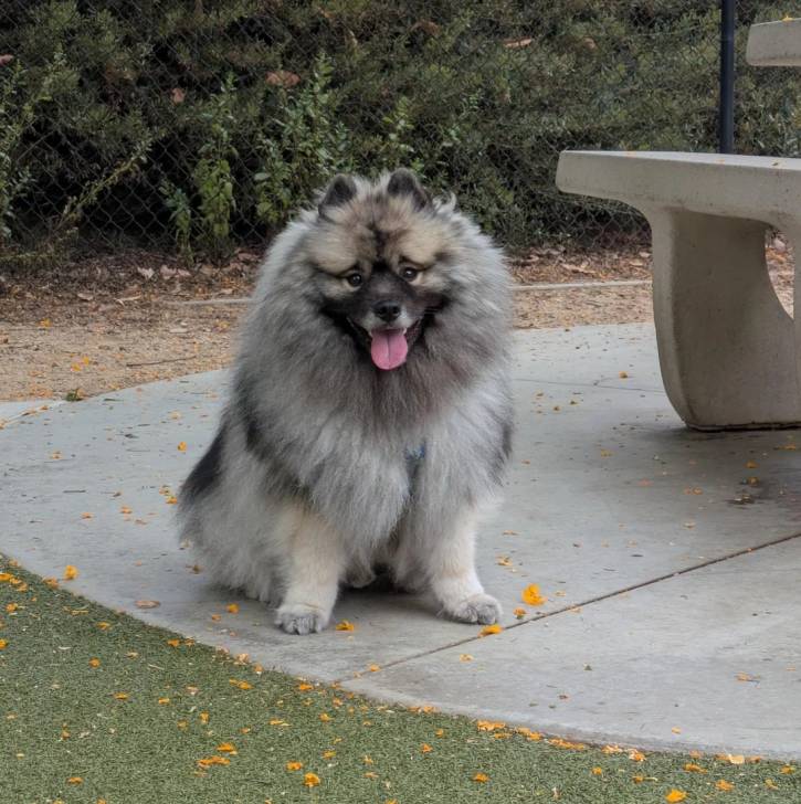 Un Keeshond assis sur une surface bétonnée et tirant la langue