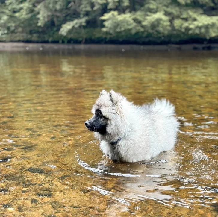 Un Keeshond dans l'eau et semblant détendu