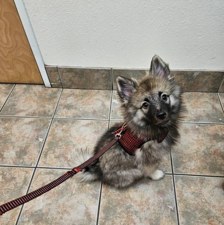 Un Keeshond assis sur un sol carrelé et qui est tenu en laisse