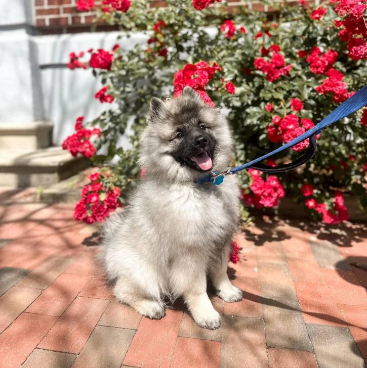Un Keeshond assis sur un sol pavé et qui est tenu en laisse 