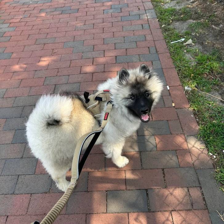 Un Keeshond sur un sol pavé et qui est tenu en laisse 