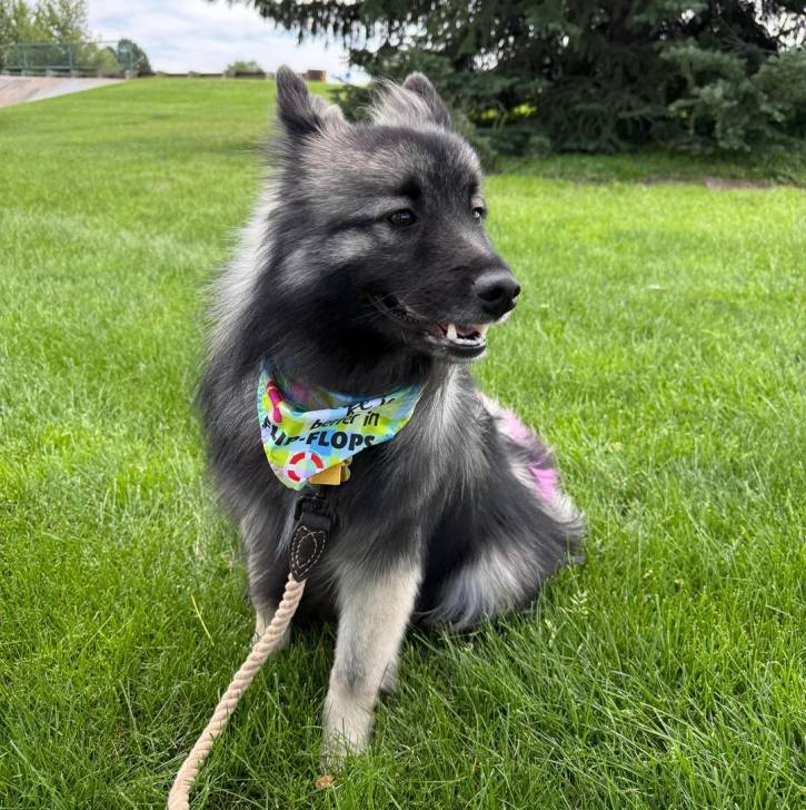 Un Keeshond assis sur une surface gazonnée et qui est tenu en laisse