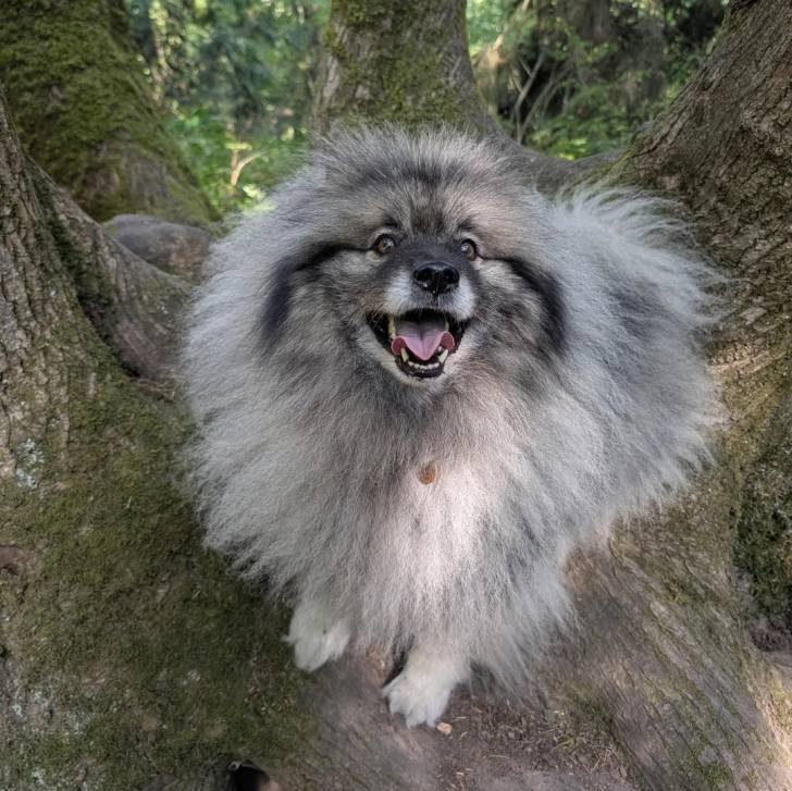 Un Keeshond sur un arbre et ayant la gueule ouverte 
