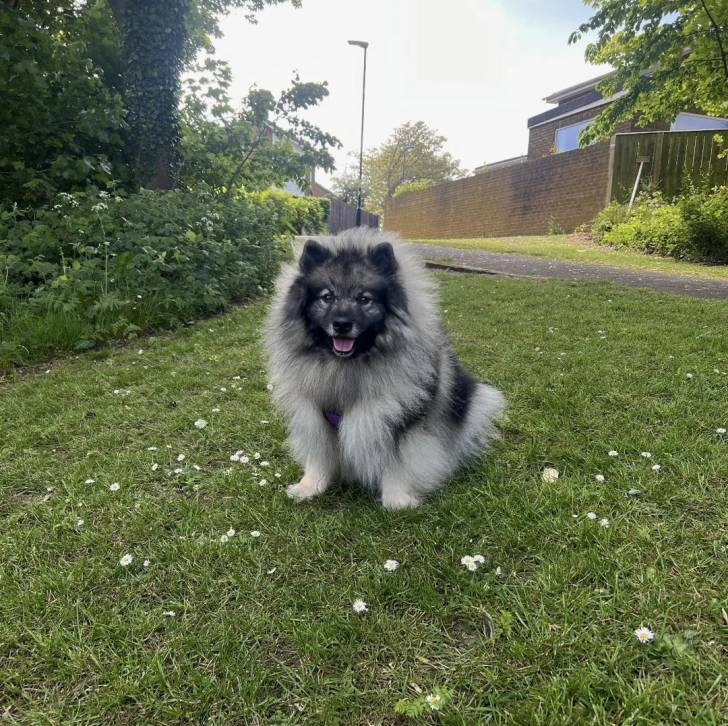 Un Keeshond assis sur une surface herbacée et portant un harnais 
