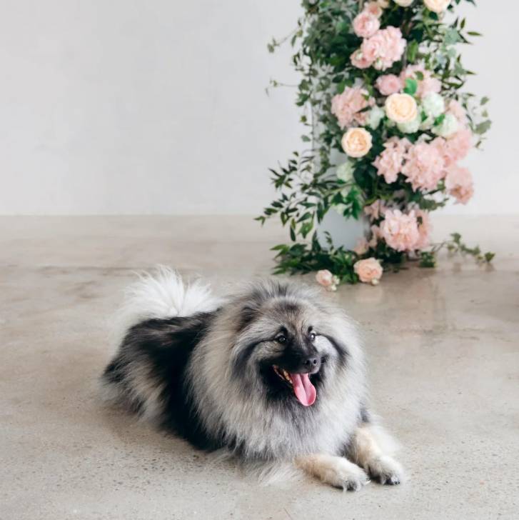 Un Keeshond allongé sur une surface bétonnée et tirant la langue 
