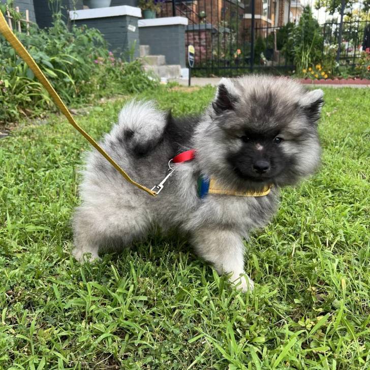 Un Keeshond sur une surface gazonnée et qui est tenu en laisse 