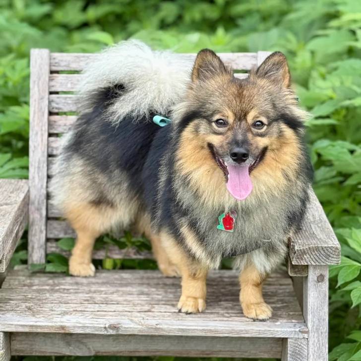 Un Keeshond tirant la langue et portant un collier autour du cou