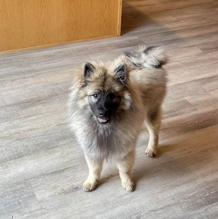 Un Keeshond sur un plancher et semblant détendu 