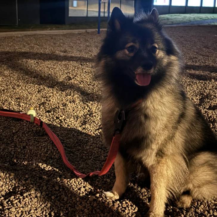 Un Keeshond assis sur des gravillons et qui est tenu en laisse 