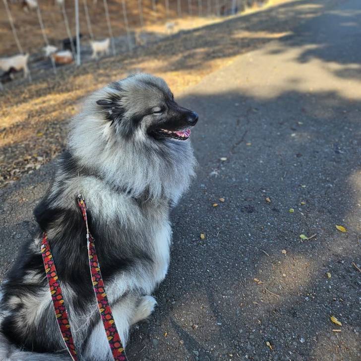 Un Keeshond sur une surface bitumée et qui est tenu en laisse 