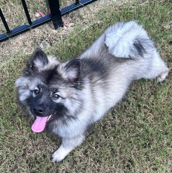 Un Keeshond allongé sur une surface gazonnée et tirant la langue 