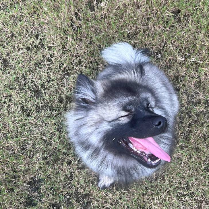 Un Keeshond assis sur un terrain herbeux et tirant la langue 
