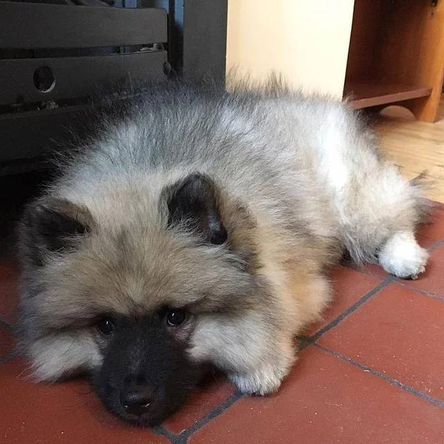 Un Keeshond allongé sur un sol pavé et regardant vers la caméra