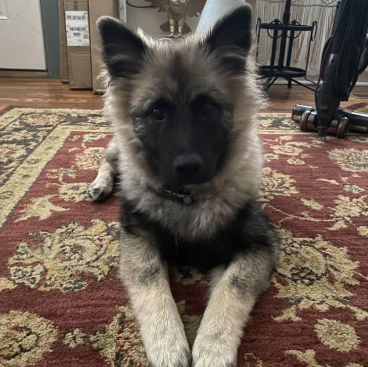 Un Keeshond allongé sur un tapis et semblant détendu 