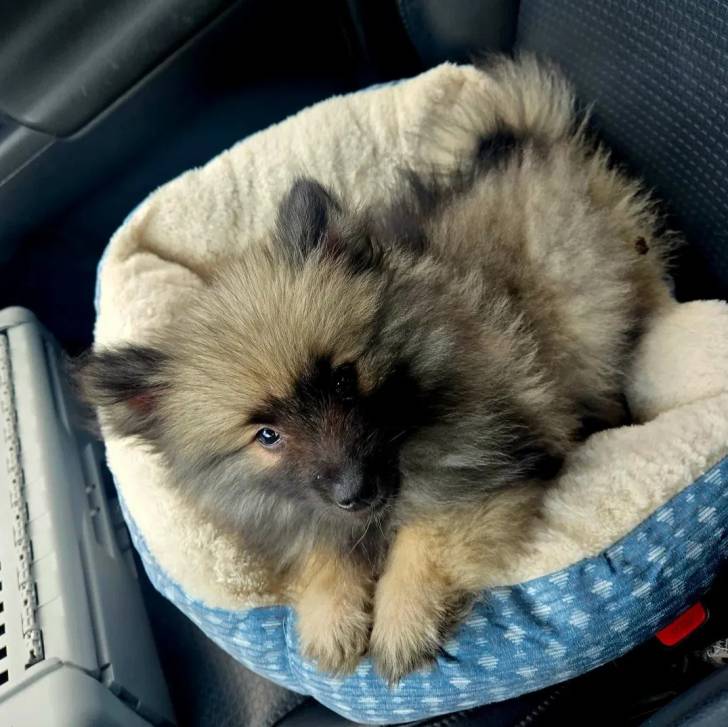 Un Keeshond allongé dans un panier et regardant vers la caméra 