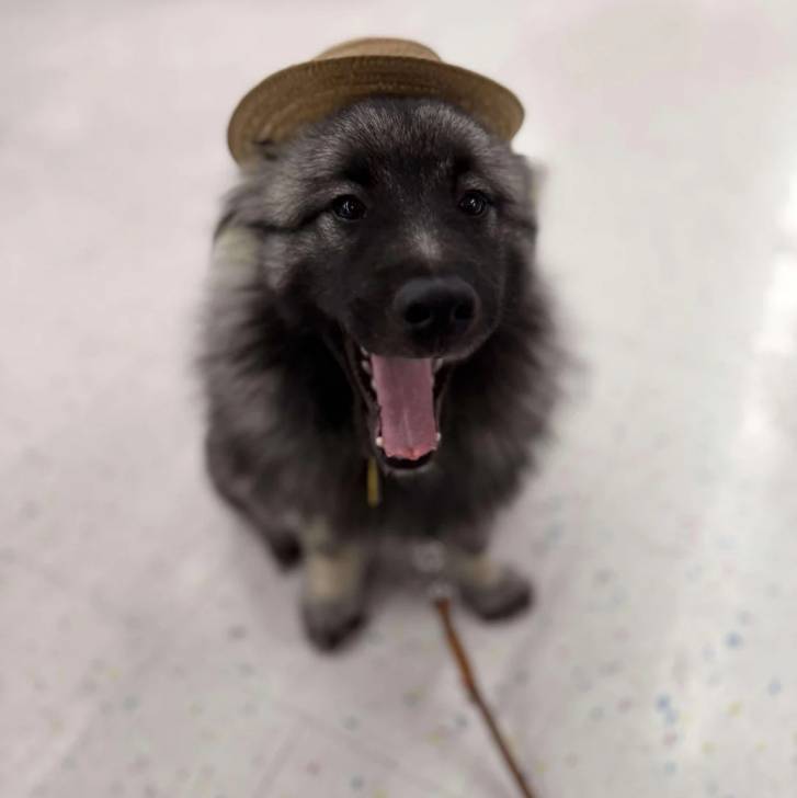 Un Keeshond assis sur une surface bétonnée et portant un chapeau sur la tête 