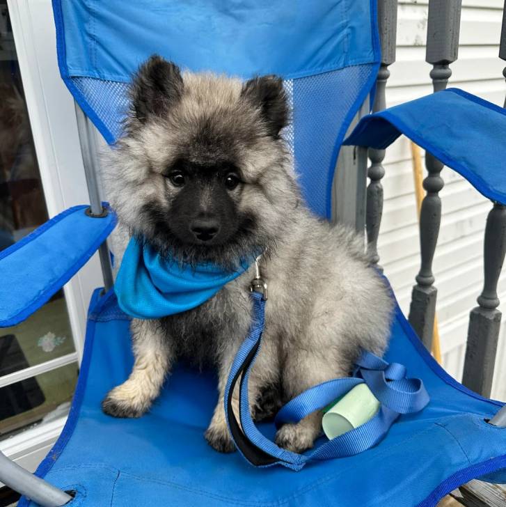 Un Keeshond assis dans une chaise et qui est tenu en laisse 