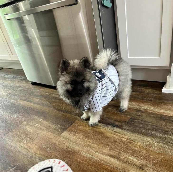 Un Keeshond sur un plancher et portant un habit pour chien 