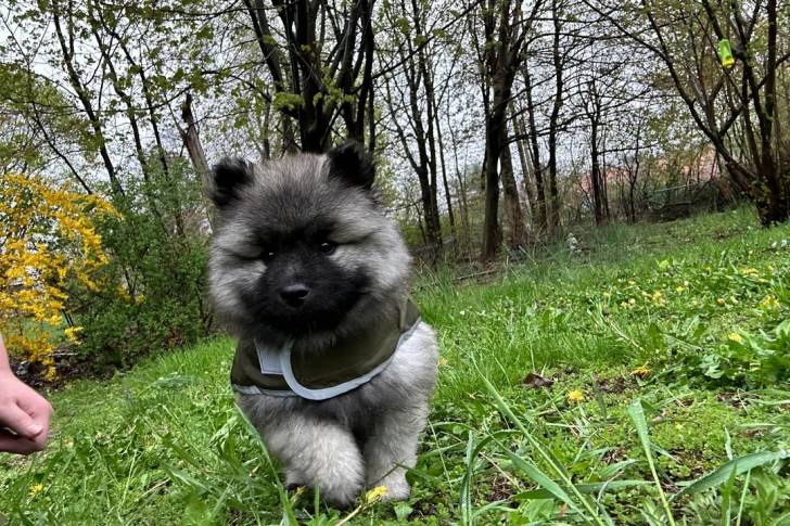 Un Keeshond sur un terrain herbeux et portant un harnais 