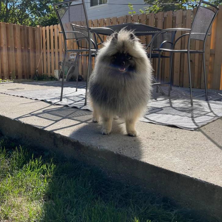 Un Keeshond sur une surface bétonnée et semblant détendu 