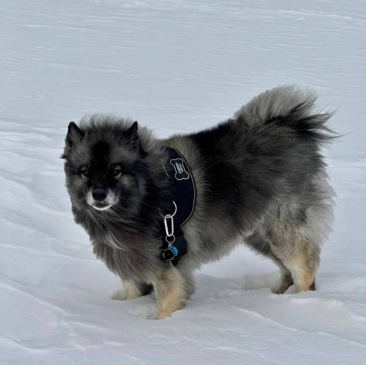 Un Keeshond sur une surface enneigée et portant un harnais 