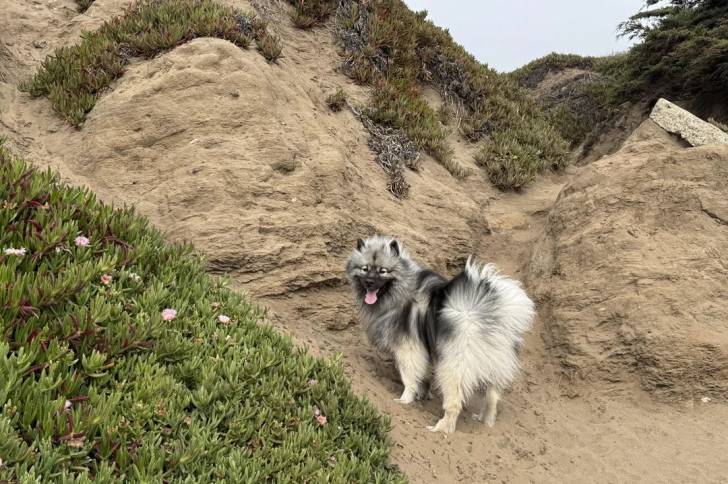 Un Keeshond sur une surface sableuse et ayant la langue pendante 