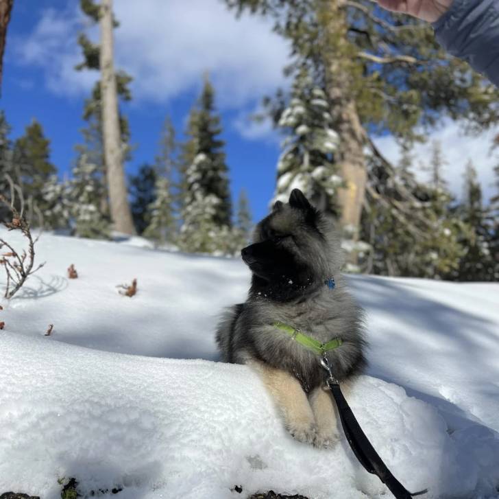 Un Keeshond allongé sur une surface enneigée et qui est tenu en laisse 