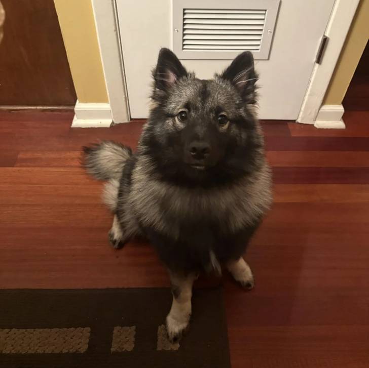 Un Keeshond assis sur un plancher et semblant détendu 