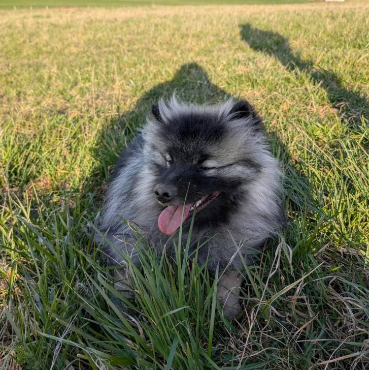 Un Keeshond allongé sur une surface gazonnée et tirant la langue 