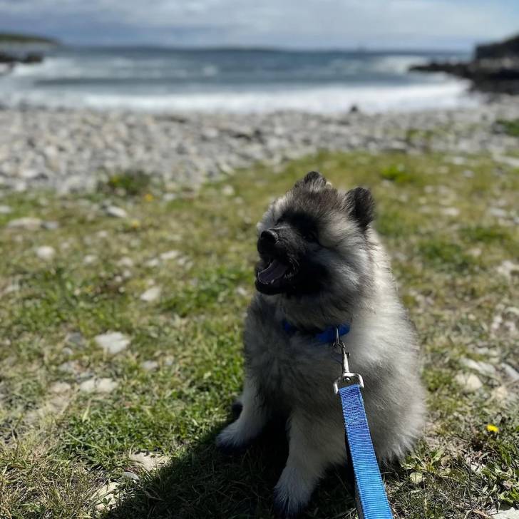 Un Keeshond assis sur une surface herbacée et qui est tenu en laisse 
