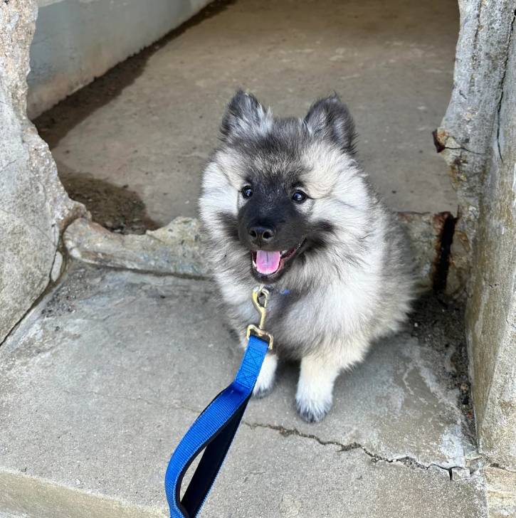 Un Keeshond sur une surface bétonnée et qui est tenu en laisse 