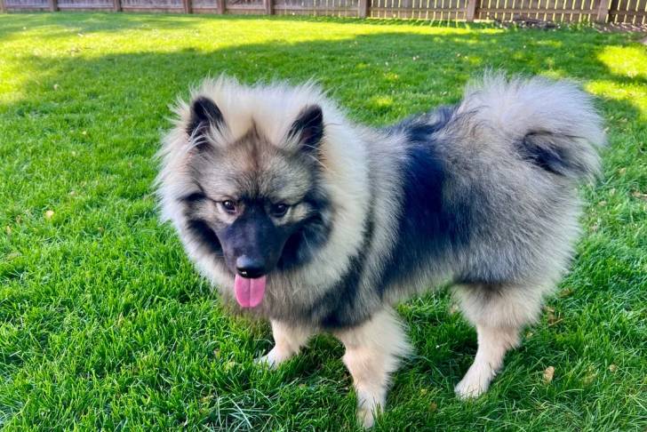 Un Keeshond sur une surface gazonnée et tirant la langue 