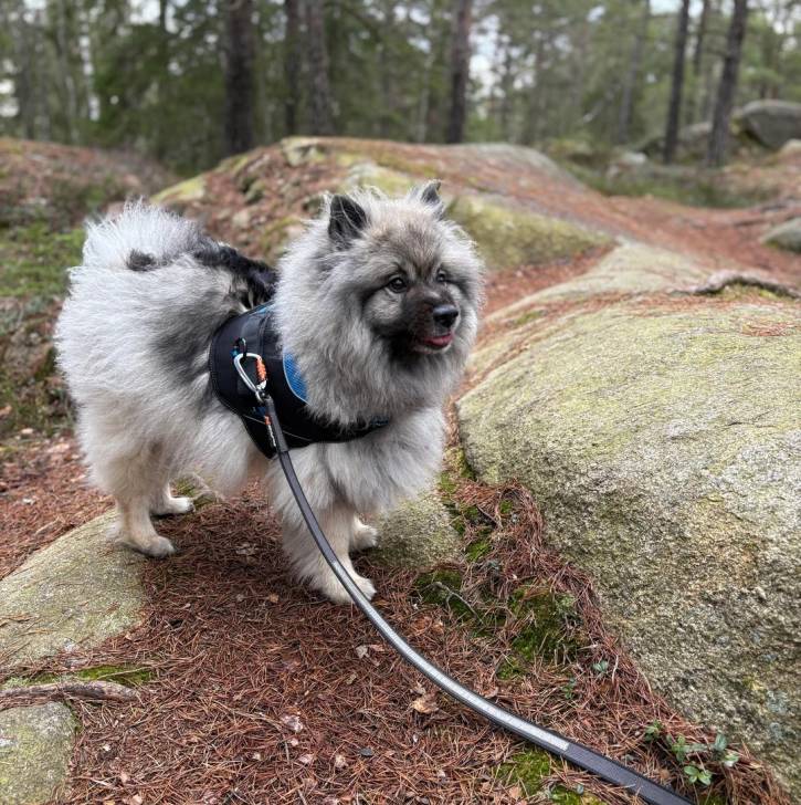 Un Keeshond sur un terrain herbeux et qui est tenu en laisse 