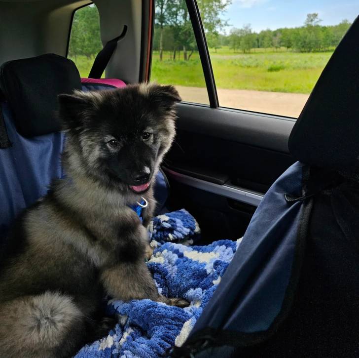 Un Keeshond tirant la langue et regardant vers la caméra 